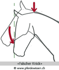 falscherknick (4K)