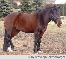Dösendes Pferd (18.5 K)